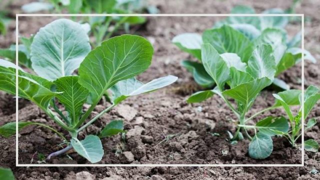 キャベツの栽培のコツ 根切り ねぎり で害虫に強くする 家庭菜園を極める 初心者からプロまで