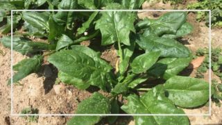 苗の植え替えはしないのが良い ほうれん草の実践記録 家庭菜園を極める 初心者からプロまで