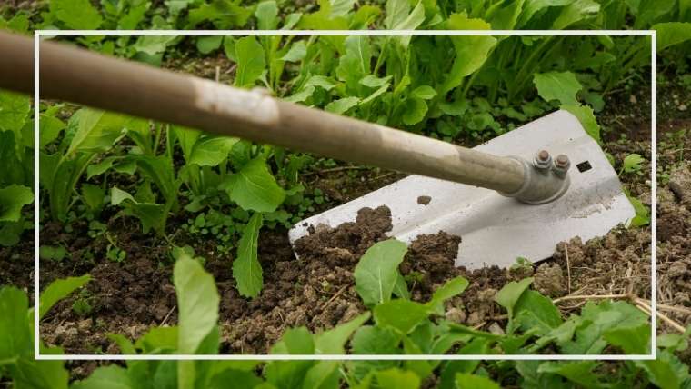 土寄せとは 土寄せのやり方 方法と４つの効果 家庭菜園を極める 初心者からプロまで