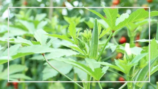 オクラの育て方 栽培方法 品種 植えつけ方法 収穫方法など 保存版 家庭菜園を極める 初心者からプロまで