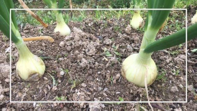 ブロッコリーの後作にはこれ ブロッコリーと相性が良い野菜 ３選 家庭菜園を極める 初心者からプロまで