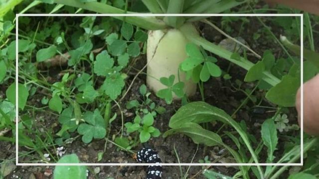 モロヘイヤが大きくならない 伸びない 大きすぎる 生育不良 家庭菜園を極める 初心者からプロまで