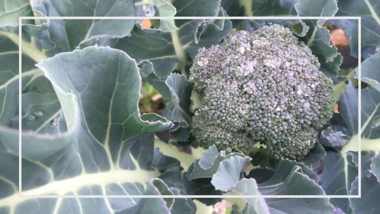追肥はいる 虫の駆除は ブロッコリーの育て方 栽培方法 家庭菜園を極める 初心者からプロまで