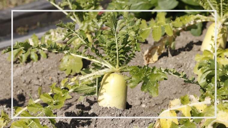 大根のコンパニオンプランツ 混植 後作 効果とその植え方 決定版 家庭菜園を極める 初心者からプロまで