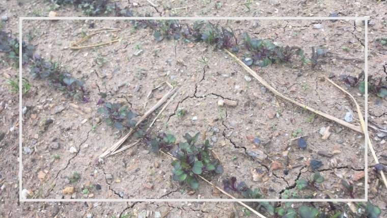 畑の土を耕す意味 目的について 家庭菜園を極める 初心者からプロまで