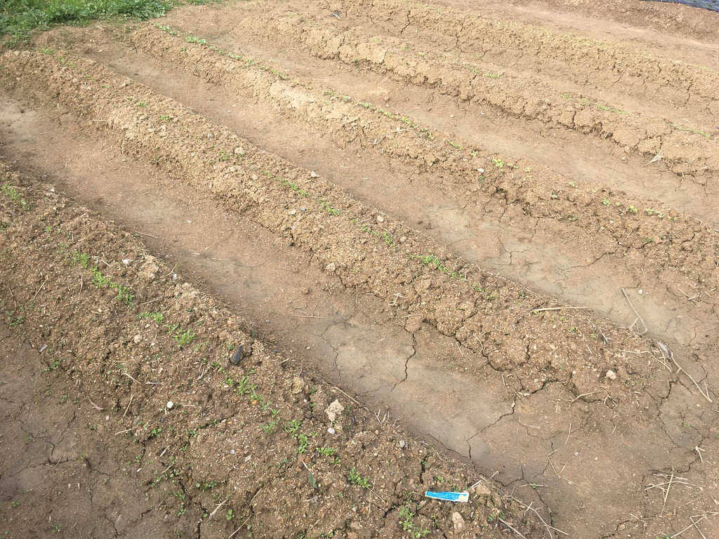 【中耕（ちゅうこう）とは？】中耕の目的（効果）と仕方 | | あぐりの野菜作り講座