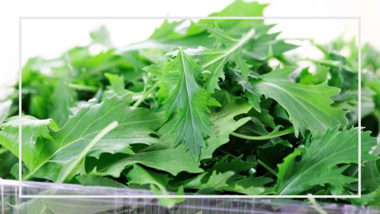 水菜の生育不良 病害虫について 水菜と壬生菜の違い 大株どりなど 家庭菜園を極める 初心者からプロまで