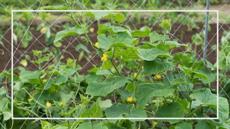 キュウリの栽培のコツ 誘引 摘心 追肥 整枝 苗選び 保存版 家庭菜園を極める 初心者からプロまで