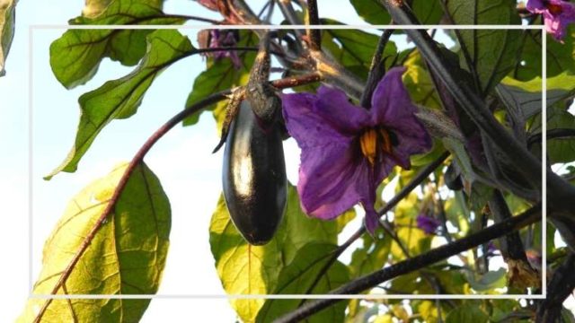 これで収量アップ ナスの育て方 高畝 落ち葉床植え 保存版 家庭菜園を極める 初心者からプロまで