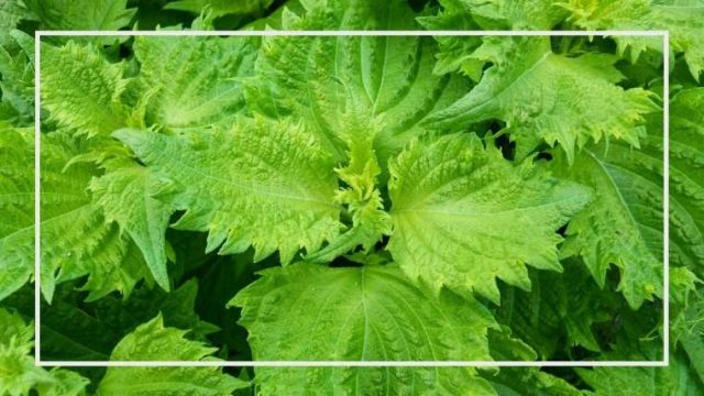 コツは 花ニラとニラの違いは ニラ栽培のよくある質問 家庭菜園を極める 初心者からプロまで