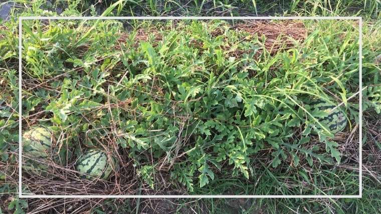 スイカの上手な育て方 作り方 鞍つき畝 つる回し栽培 家庭菜園を極める 初心者からプロまで