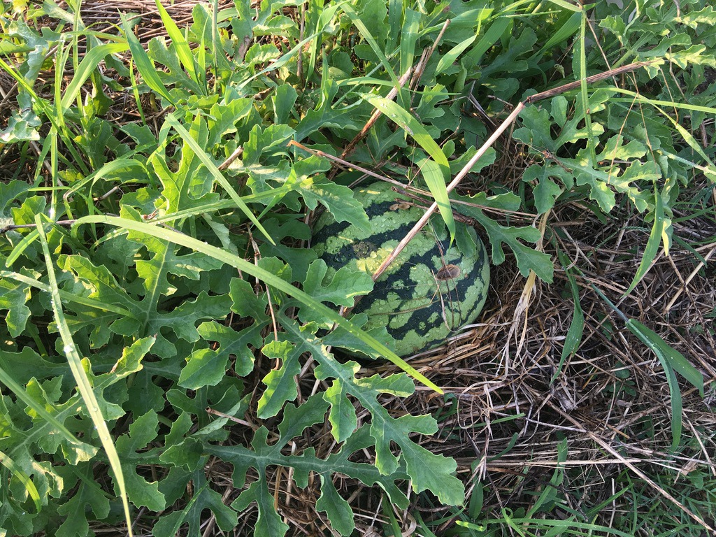 画像付き スイカの育て方 栽培方法 品種 植えつけ 収穫など 家庭菜園を極める 初心者からプロまで