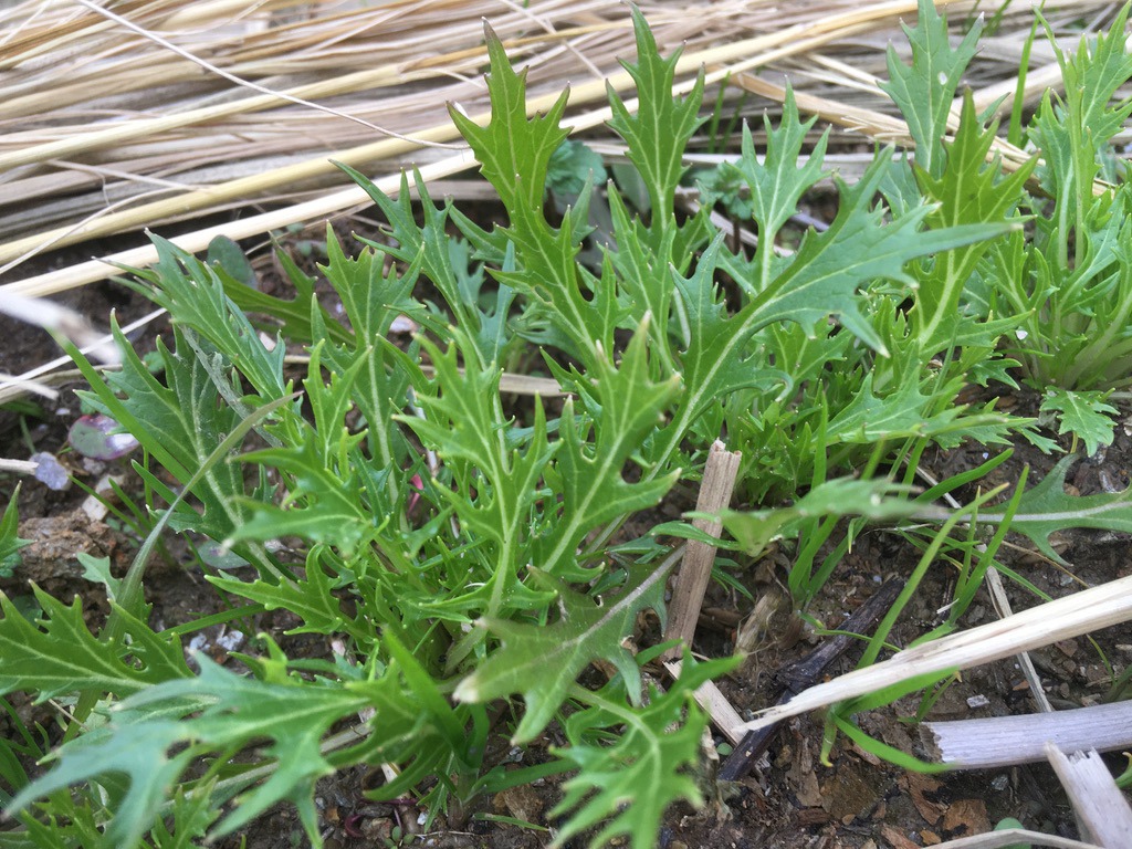 水菜の育て方 栽培法 決定版 発芽 間引き 栽培日数など あぐりの野菜作り講座