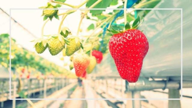 ケールの育て方 栽培方法 家庭菜園を極める 初心者からプロまで