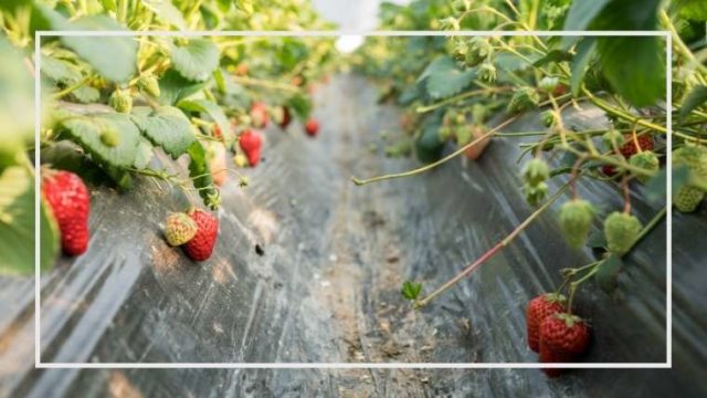 イチゴのおもな病害虫 よくある生育不良 家庭菜園を極める 初心者からプロまで