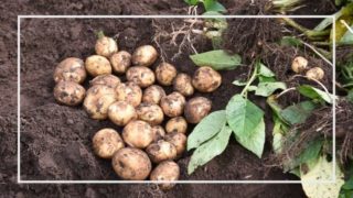 ジャガイモ栽培の生育不良 病害虫 割れる 芽が出ない ガサガサなど 家庭菜園を極める 初心者からプロまで