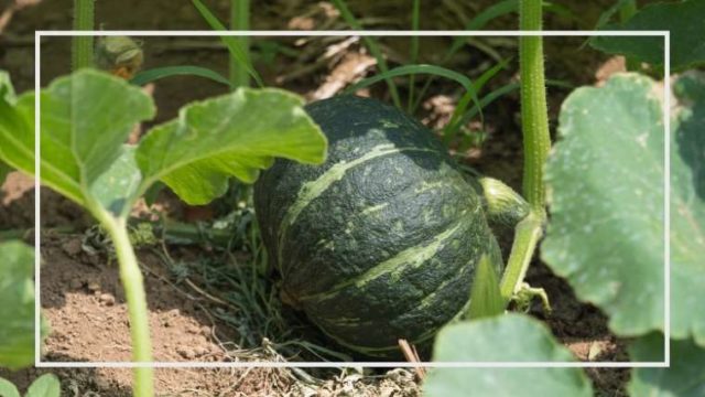 カボチャのよくある生育不良 おもな病害虫 家庭菜園を極める 初心者からプロまで