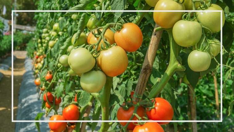 トマトの上手な育て方 作り方 ポットごと植え 早植え 寝かせ植え 家庭菜園を極める 初心者からプロまで