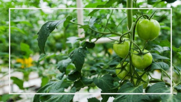 摘心は 誘引は 芽かきは トマト ミニトマト の育て方 よくある質問 家庭菜園を極める 初心者からプロまで