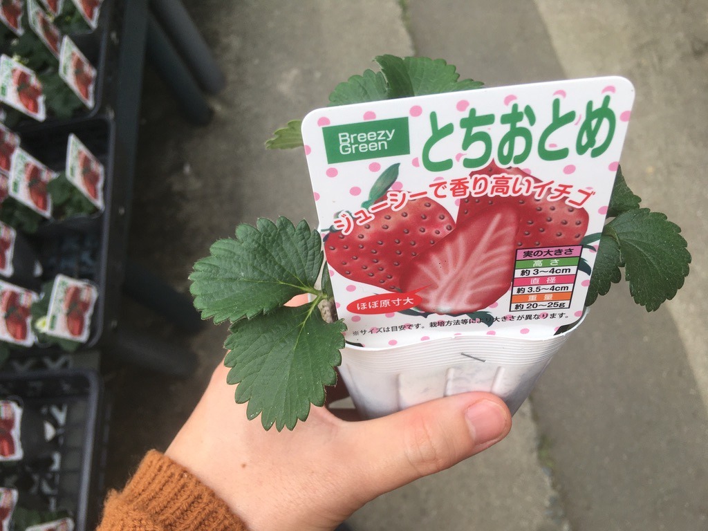 簡単 コツは イチゴの育て方 栽培方法 家庭菜園を極める 初心者からプロまで