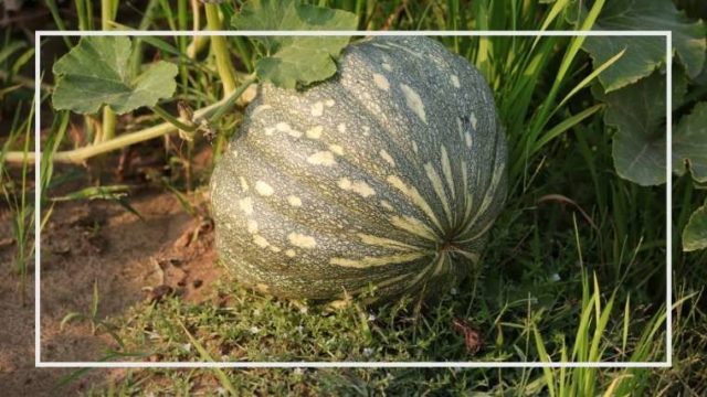 かぼちゃ の 栽培 方法