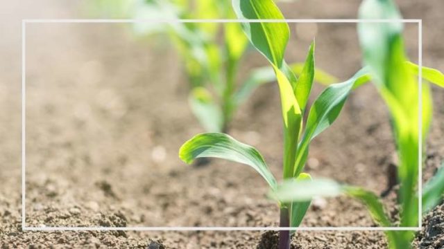 わき芽は 受粉は トウモロコシのよくある質問 家庭菜園を極める 初心者からプロまで