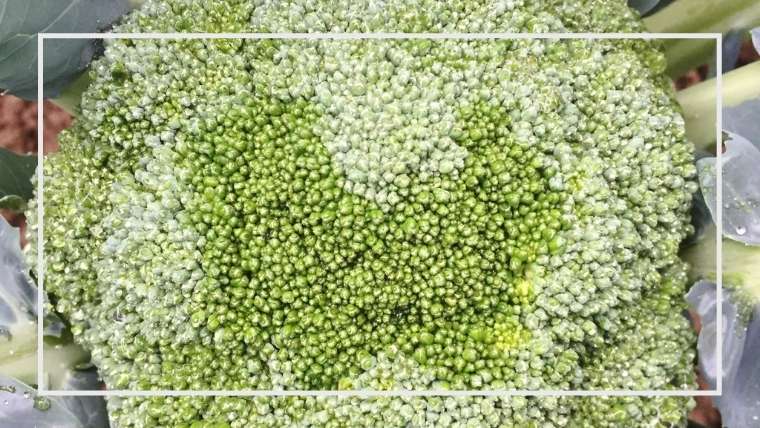 軟腐病の原因と防除 治療方法 ネギ トマト ジャガイモ 白菜など 家庭菜園を極める 初心者からプロまで