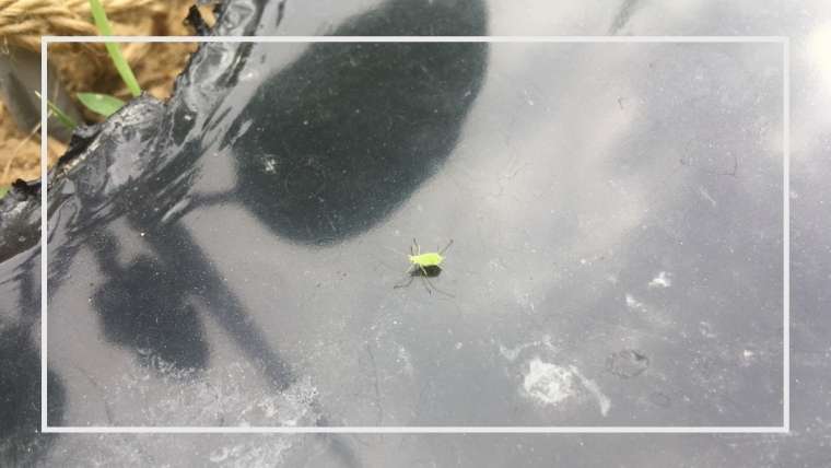 アブラムシの被害と生態 防除 駆除の方法 決定版 キュウリなど 家庭菜園を極める 初心者からプロまで