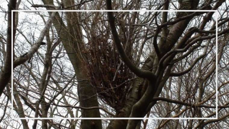 てんぐ巣病の原因と防除 治療方法 ソメイヨシノ ツツジ バラなど 家庭菜園を極める 初心者からプロまで