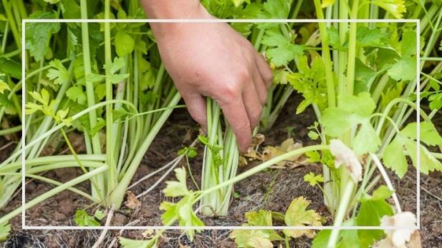 簡単 コツは セロリの育て方 栽培方法 家庭菜園を極める 初心者からプロまで
