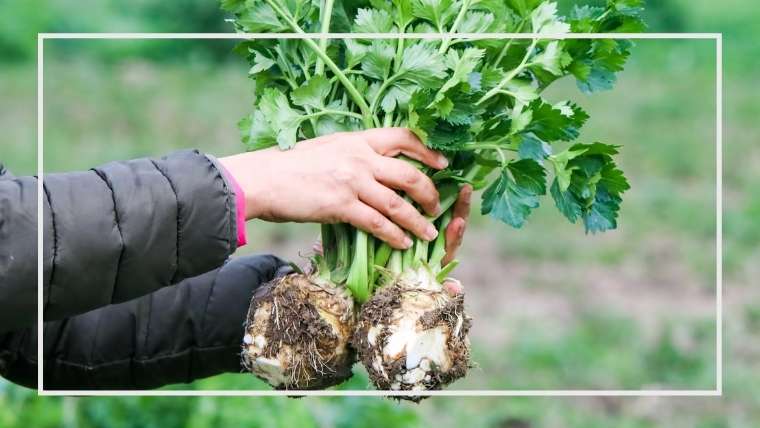 セロリのよくある生育不良 おもな病害虫 家庭菜園を極める 初心者からプロまで