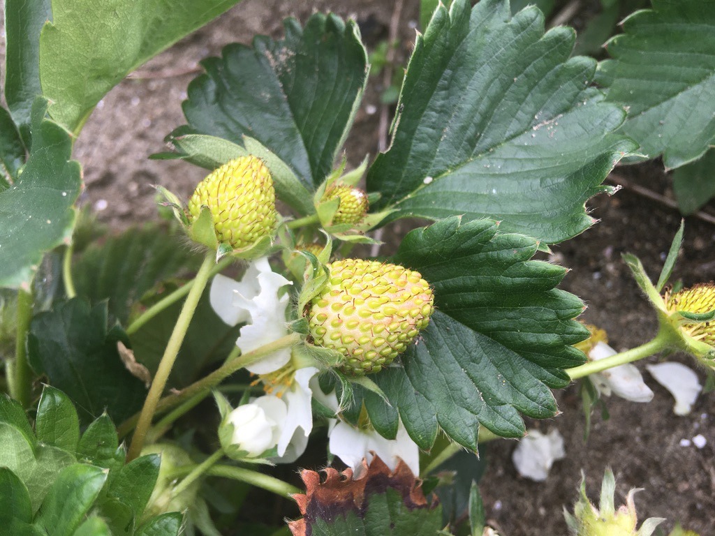 ニンニクの植え方 ツルツル植え 薄皮をむく コンパニオンプランツ 家庭菜園を極める 初心者からプロまで