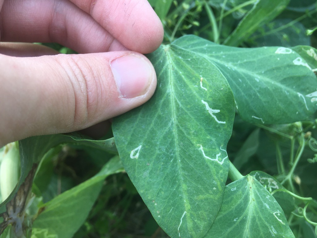 ハモグリバエの生態と被害 防除 駆除の方法 決定版 エンドウなど あぐりの野菜作り講座