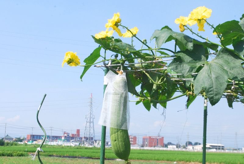 簡単 コツは ヘチマの育て方 栽培方法 誘引など 決定版 家庭菜園を極める 初心者からプロまで