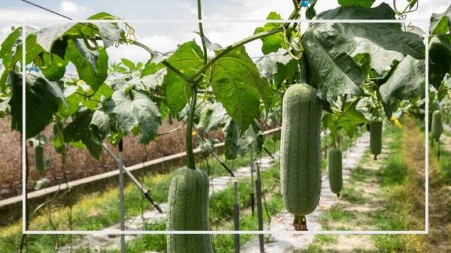 家庭菜園を極める 初心者からプロまで 野菜の育て方 栽培方法 病害虫 自然農薬 土と肥料 堆肥についてまとめています