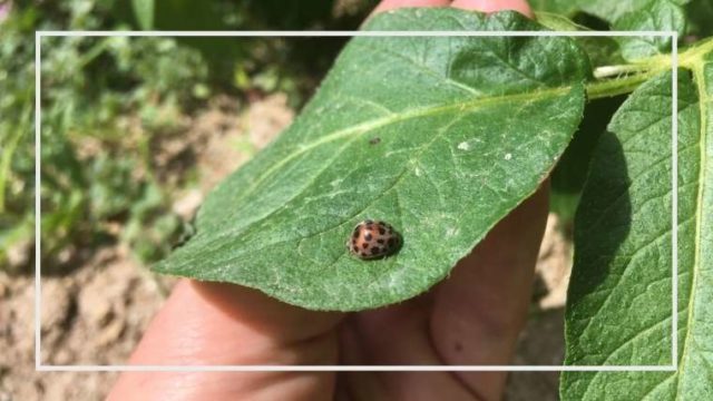 テントウムシダマシの生態と被害 防除 駆除の方法 決定版 薬剤 農薬 家庭菜園を極める 初心者からプロまで