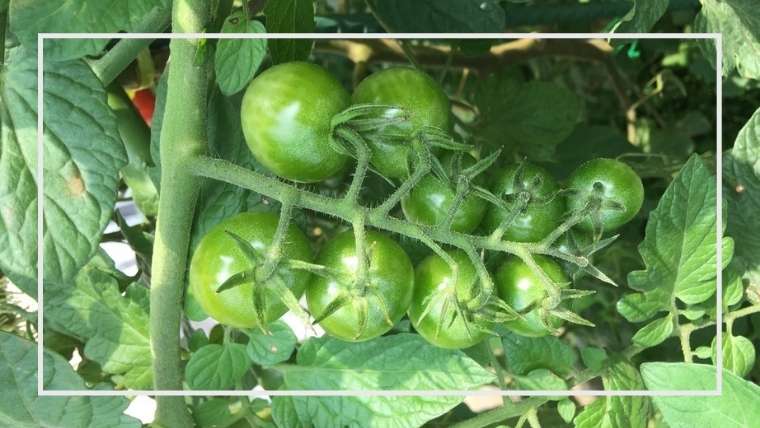 家庭菜園 トマトの呼び接ぎ仕立て 効果と方法 決定版 家庭菜園を極める 初心者からプロまで