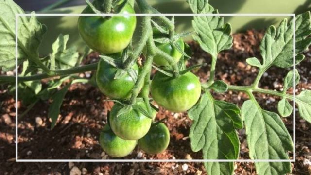 家庭菜園 トマトのコンテナ栽培 主枝 側枝２本仕立て 決定版 家庭菜園を極める 初心者からプロまで
