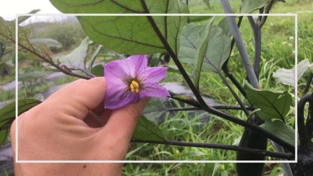 湯上り娘など 枝豆の基本の仕立て方 摘心のやり方 タイミングなど 家庭菜園を極める 初心者からプロまで