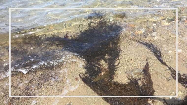 自然農薬 海藻の酢漬けで野菜の生育促進 効果と作り方 画像付き 家庭菜園を極める 初心者からプロまで