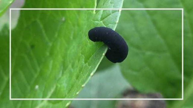 害虫一覧 家庭菜園を極める 初心者からプロまで