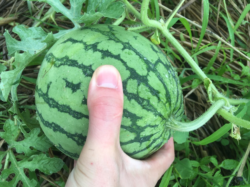 小玉スイカの立体栽培 立体仕立て 決定版 あぐりの野菜作り講座