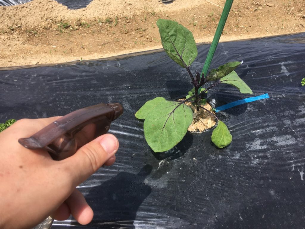 自然農薬 花蕾エキスとは その作り方と使い方 あぐりの野菜作り講座