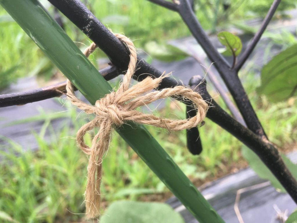 家庭菜園 ナスのv字仕立て 方法 決定版 家庭菜園を極める 初心者からプロまで