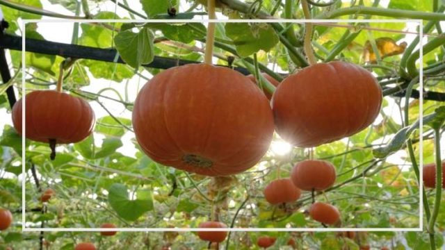 家庭菜園 ミニカボチャの立体栽培 仕立て方 決定版 家庭菜園を極める 初心者からプロまで