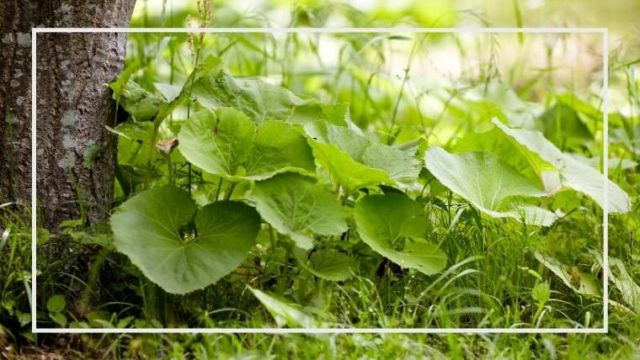 フキの育て方 栽培方法 家庭菜園を極める 初心者からプロまで