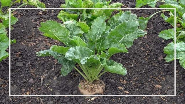 ケールの育て方 栽培方法 家庭菜園を極める 初心者からプロまで