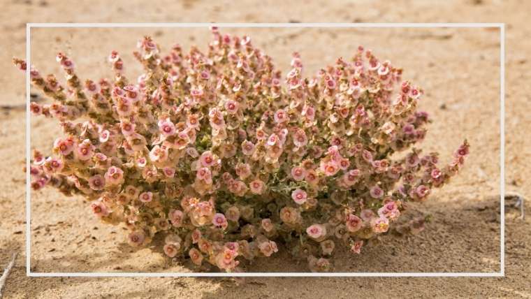 オカヒジキの育て方 栽培方法 家庭菜園を極める 初心者からプロまで