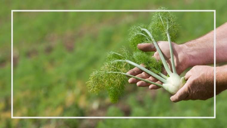 フェンネルの育て方 栽培方法 家庭菜園を極める 初心者からプロまで