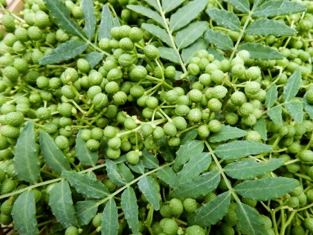 山椒 サンショウ の育て方 栽培方法 家庭菜園を極める 初心者からプロまで